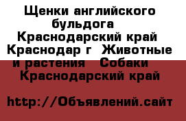 Щенки английского бульдога  - Краснодарский край, Краснодар г. Животные и растения » Собаки   . Краснодарский край